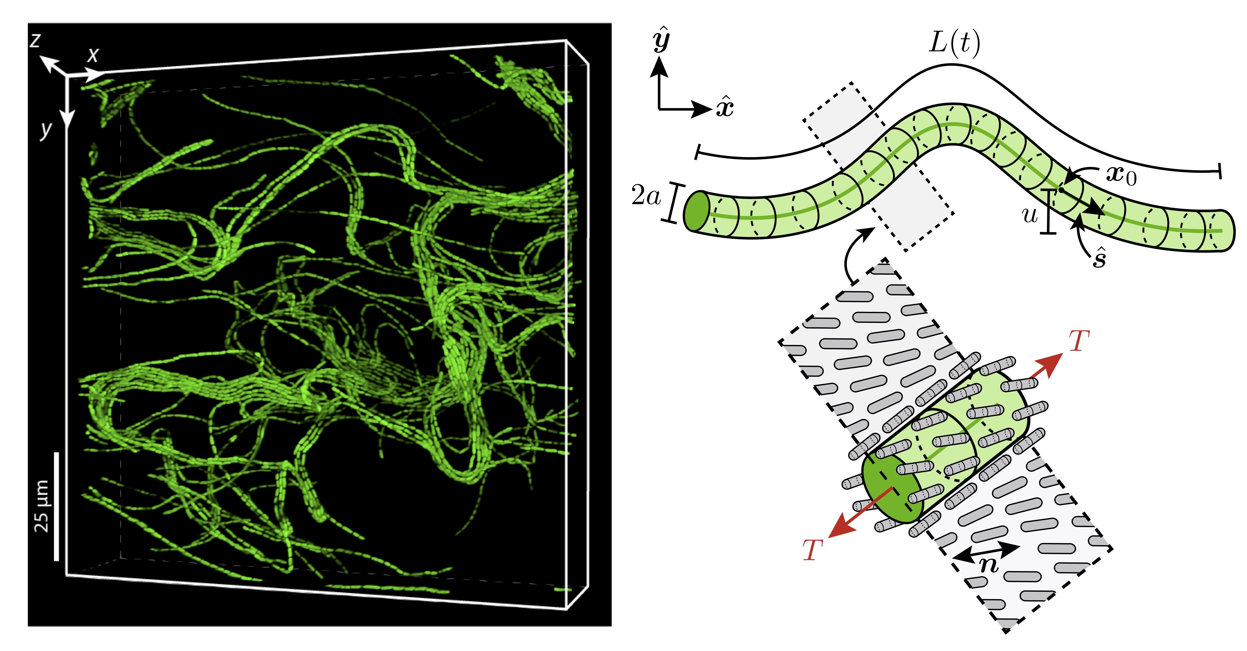 Figure from: Morphogenesis of bacterial colonies in liquid crystalline environments